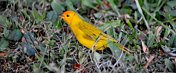 Orange fronted yellow finch