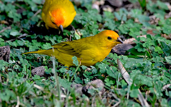 Orange fronted yellow finch