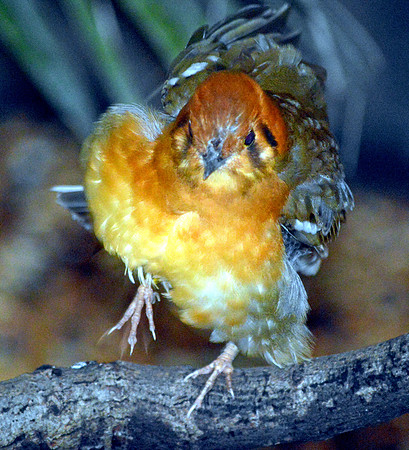Orange headed thrush