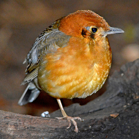 Orange headed thrush