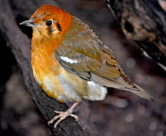 Orange headed thrush