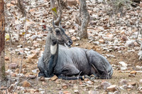 Nilgai / blue bull antelope