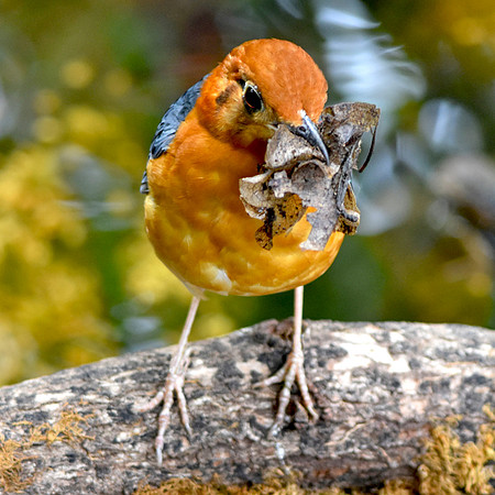 Orange headed ground thrush
