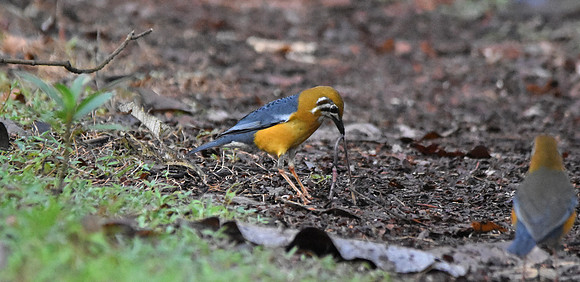 Orange headed ground thrush