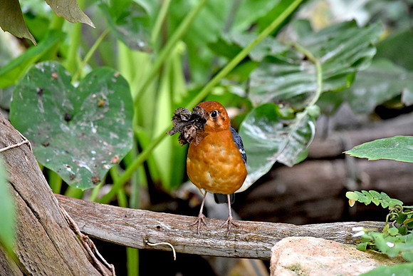 Orange headed ground thrush