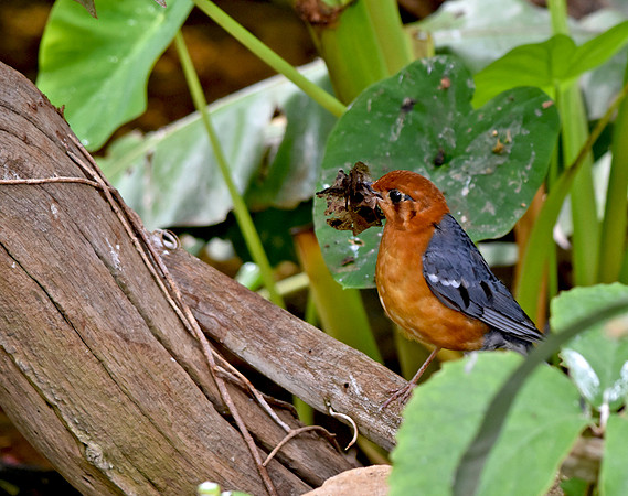 Orange headed ground thrush