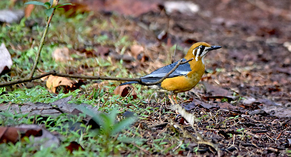 Orange headed ground thrush