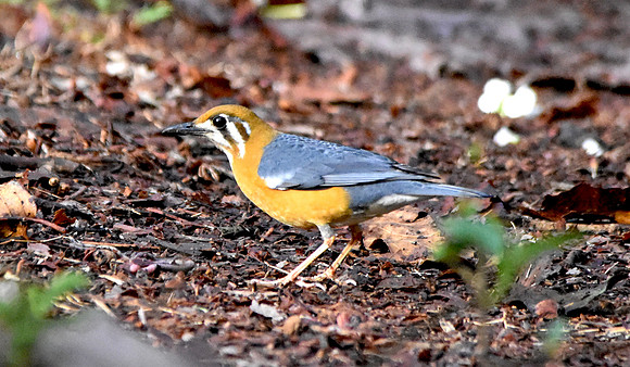 Orange headed ground thrush