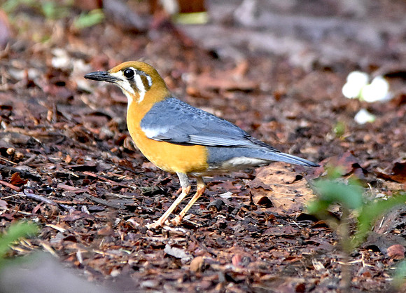 Orange headed ground thrush