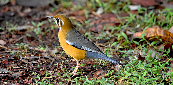 Orange headed ground thrush