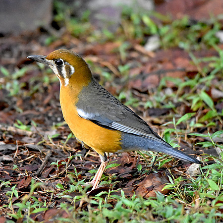 Orange headed ground thrush