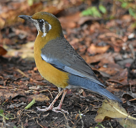 Orange headed ground thrush