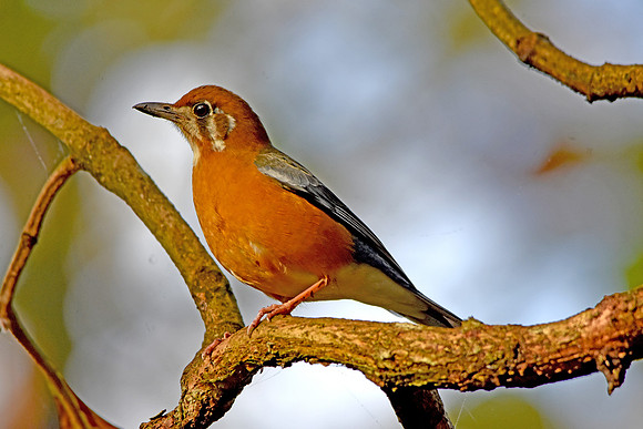Orange headed ground thrush