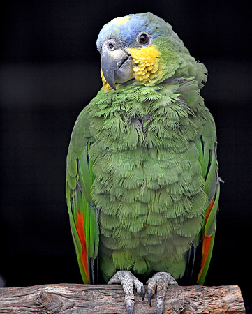 Orange winged amazon parrot