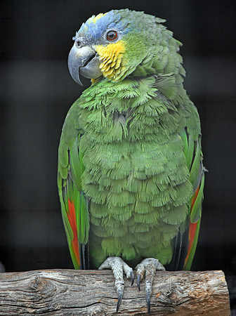 Orange winged amazon parrot