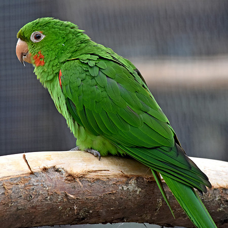 Orange winged amazon parrot