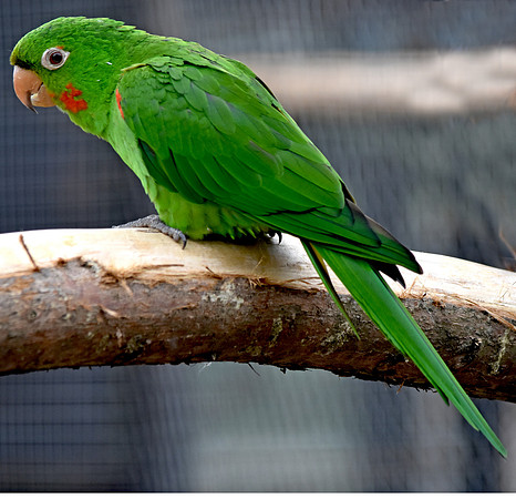 Orange winged amazon parrot