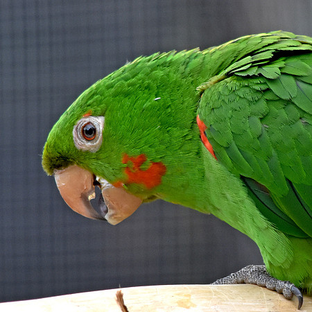 Orange winged amazon parrot