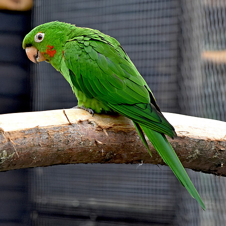 Orange winged amazon parrot