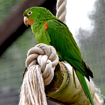 Orange winged amazon parrot