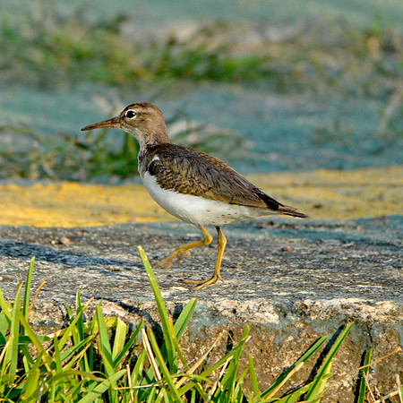 Common sandpiper