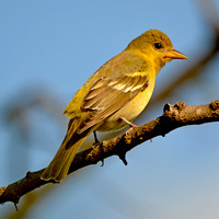 Orchard oriole female