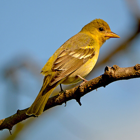 Orchard oriole female