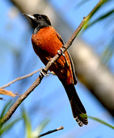 Orchard oriole male