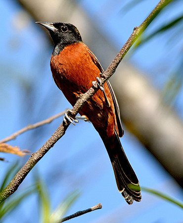 Orchard oriole male