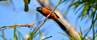 Orchard oriole male