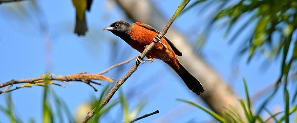 Orchard oriole male