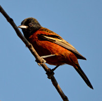 Orchard oriole male