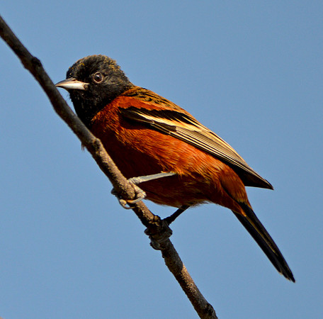 Orchard oriole male