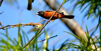 Orchard oriole male