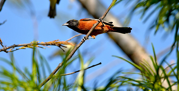 Orchard oriole male