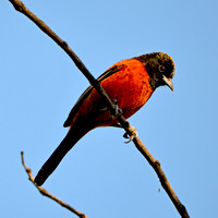 Orchard oriole male