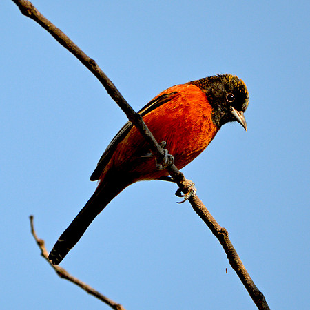 Orchard oriole male