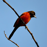 Orchard oriole male