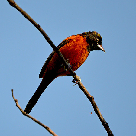 Orchard oriole male