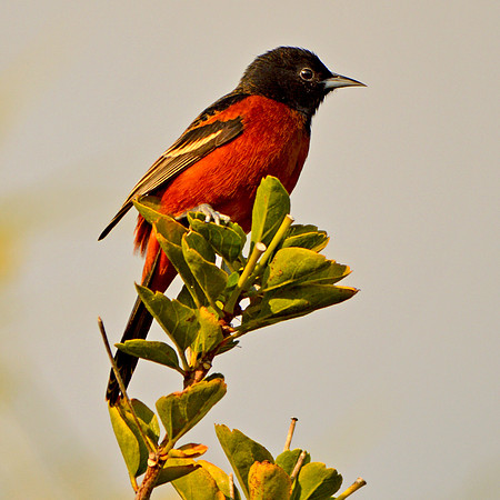 Orchard oriole male