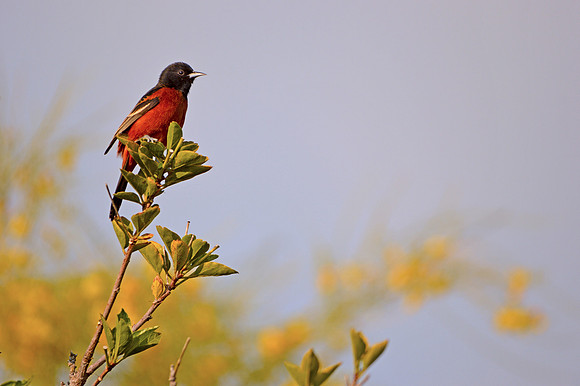 Orchard oriole male