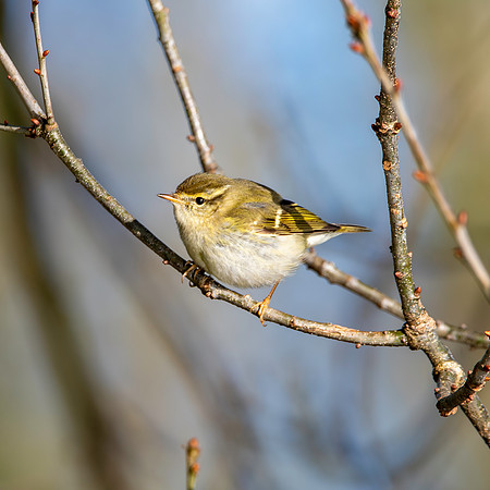 Yellow browed warbler