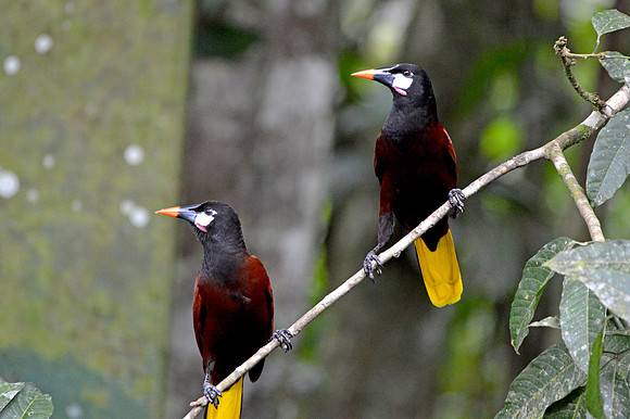 Montezuma Oropendola