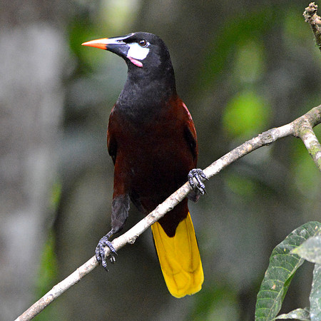 Montezuma Oropendola