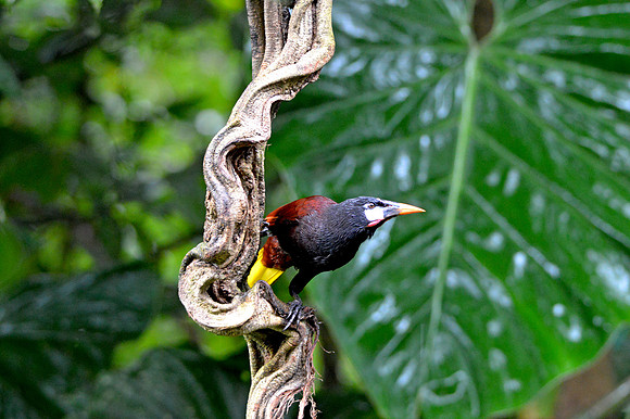 Montezuma Oropendola