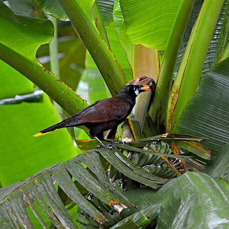 Montezuma Oropendola