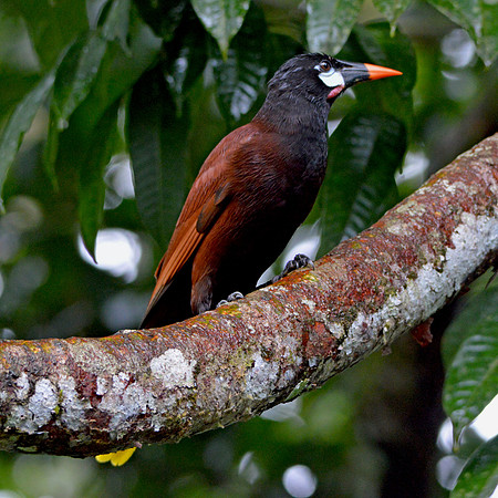 Montezuma Oropendola