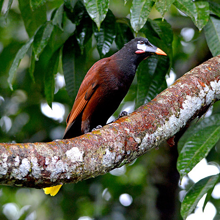 Montezuma Oropendola