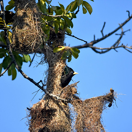 Crested oropendola