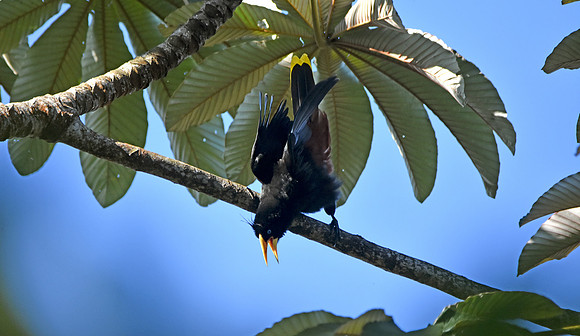 Crested oropendola